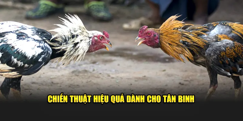 Các chiến thuật hiệu quả dành cho người mới chơi