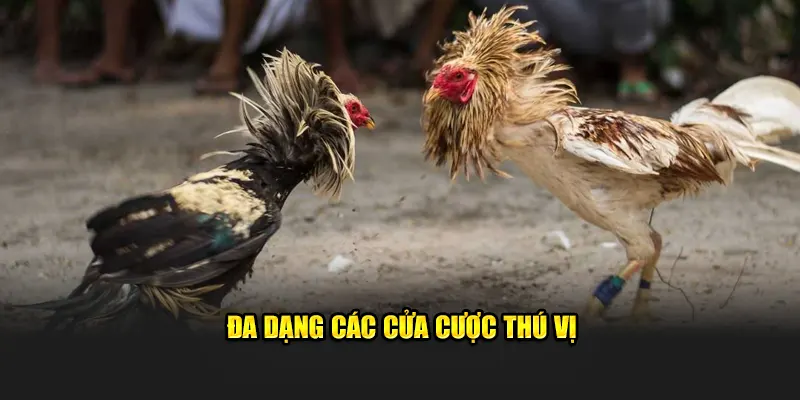 Đa dạng các cửa cược thú vị