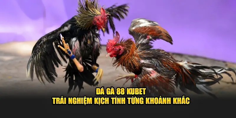 Đá gà 88 Kubet