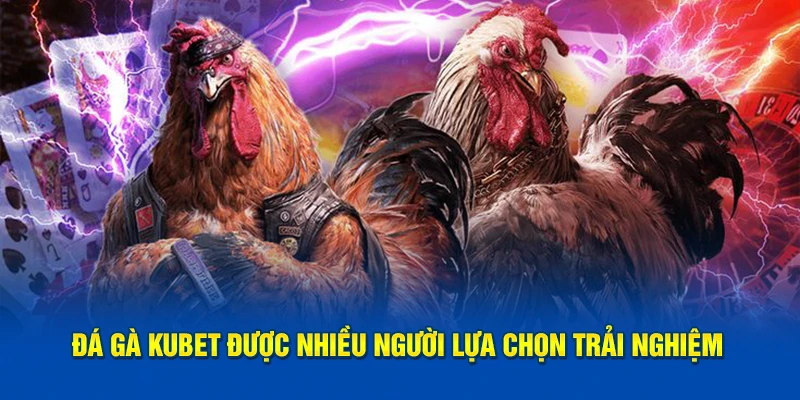 Đá gà KUBET được nhiều người lựa chọn trải nghiệm