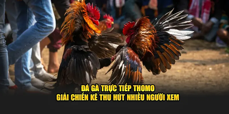 Đá gà trực tiếp Thomo Kubet