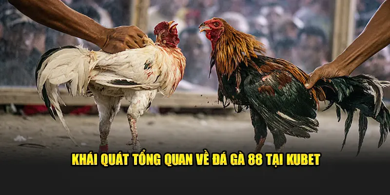 Khái quát tổng quan về đá gà 88 tại Kubet