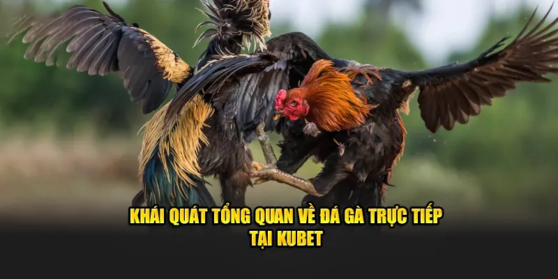 Khái quát tổng quan về đá gà trực tiếp tại Kubet