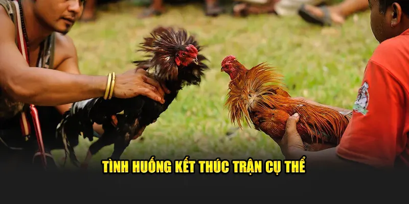 Tình huống kết thúc trận đá gà trực tiếp Thomo cụ thể 