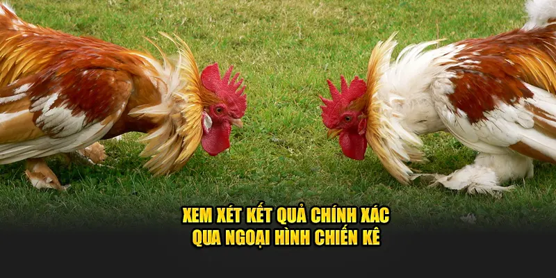 Xem xét kết quả chính xác qua ngoại hình chiến kê 